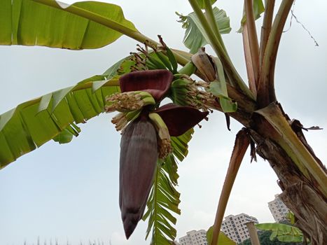 plantain flower closeup on banana tree on farm