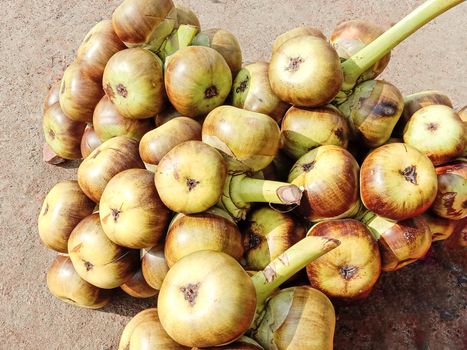 Tasty and Healthy Palmyra Palm Stock on Shop