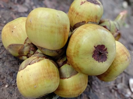 Tasty and Healthy Palmyra Palm Stock on Shop