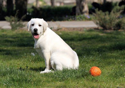 the yellow labrador playing in the park