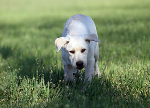 nice yellow labrador playing in the park