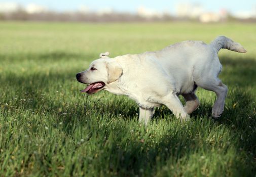 a nice yellow labrador playing in the park