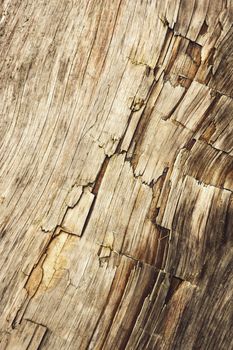 background or texture detail of an old wooden log trunk with cracks