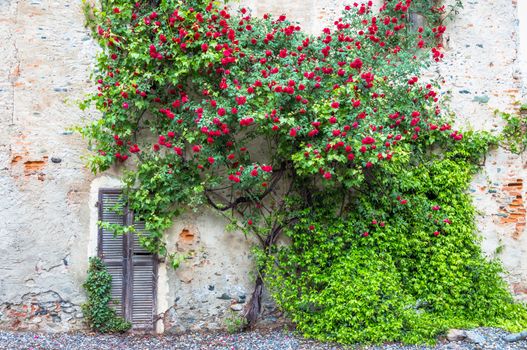 Romantic antique roses during summer season. The location is grungy and vintage in north Italy.