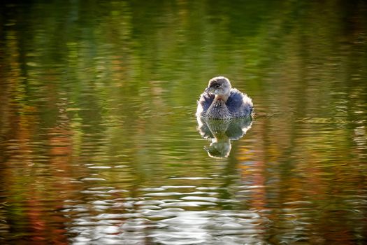Pied-billed grebe (Podilymbus podiceps) swimming in pond.