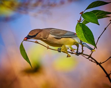 Cedar Waxwing (Bombycilla cedrorum) feeding on a berry bush.