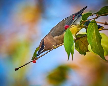 Cedar Waxwing (Bombycilla cedrorum) feeding on a berry bush.