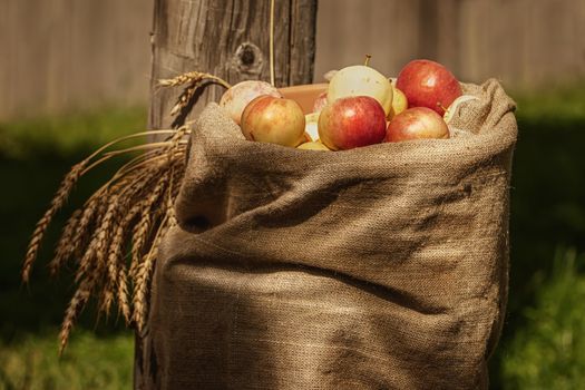 Burlap sackof ripe apples in the courtyard