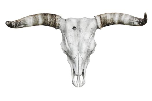 Bull skull with horns over the white background