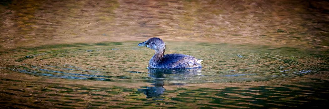 Pied-billed grebe (Podilymbus podiceps) diving in pond.