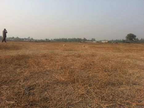 Arid brown grassland view of a rural land in hot weather on sunny day under blue sky