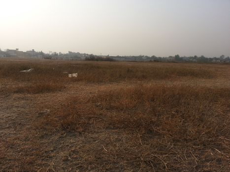 Arid brown grassland view of a rural land in hot weather on sunny day under blue sky