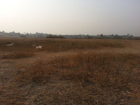 Arid brown grassland view of a rural land in hot weather on sunny day under blue sky