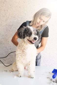 Pet care. Blond woman grooming a bichon frise dog at home. Selective focus