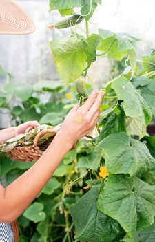 Gardening and harvesting. Beautiful young woman harvesting fresh cucumbers in the greenhouse. Selective focus