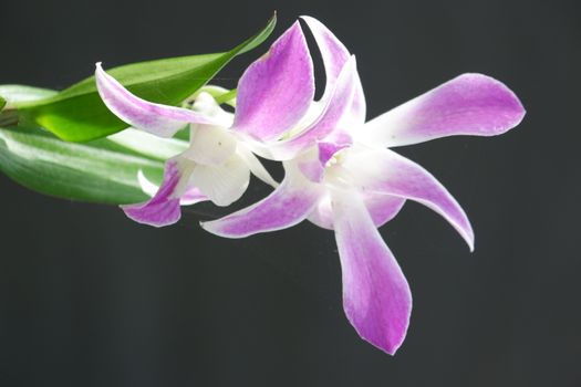 close up image of beautiful dendrobium orchid, a combination of bright white and purple, planted in a flower garden isolated black background