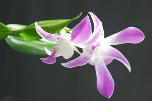 close up image of beautiful dendrobium orchid, a combination of bright white and purple, planted in a flower garden isolated black background