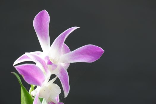 close up image of beautiful dendrobium orchid, a combination of bright white and purple, planted in a flower garden isolated black background