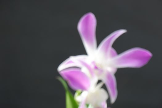 defocuse close up image of beautiful dendrobium orchid, a combination of bright white and purple, planted in a flower garden isolated black background, out of focus