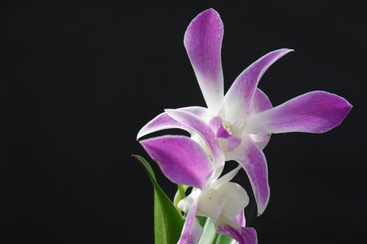 close up image of beautiful dendrobium orchid, a combination of bright white and purple, planted in a flower garden isolated black background