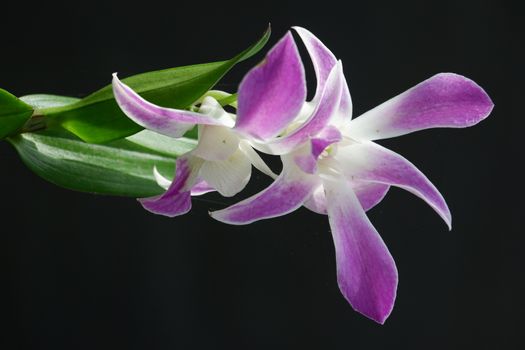 close up image of beautiful dendrobium orchid, a combination of bright white and purple, planted in a flower garden isolated black background