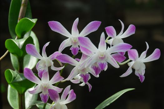 close up image of beautiful dendrobium orchid, a combination of bright white and purple, planted in a flower garden isolated black background