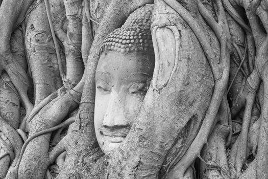 wonders of nature,The Head of The Sandstone Buddha image in tree roots at Wat Mahathat Ayutthaya Thailand