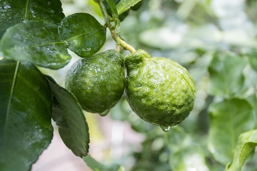 Fresh Bergamots and leaves on tree with water drops on them fruity,   with herbaceous bergamia Aroma

