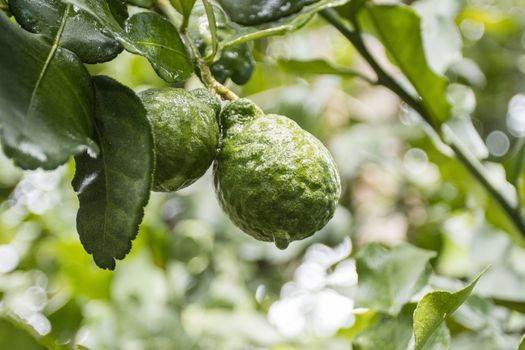 Fresh Bergamots and leaves on tree with water drops on them fruity,   with herbaceous bergamia Aroma

