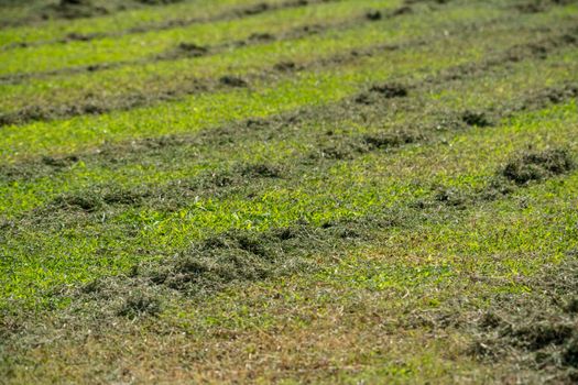 Grass in the yard cut by a lawn mower