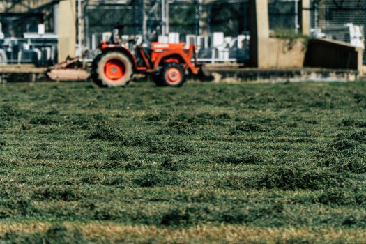 Grass in the yard cut by a lawn mower