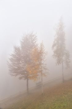 Trees sprout through the light fog in the autumn landscape