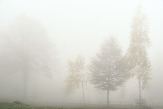 Trees sprout through the light fog in the autumn landscape