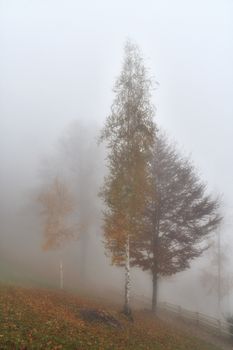 Trees sprout through the light fog in the autumn landscape