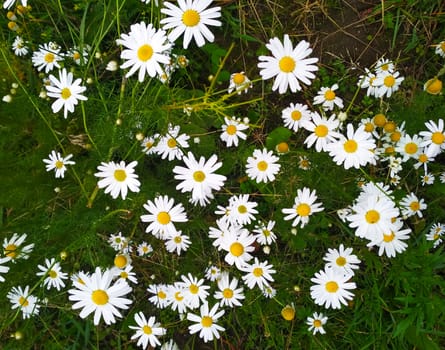 Photo small daisies dotted the whole field.