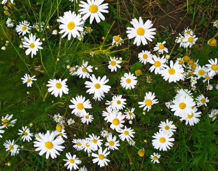 Photo small daisies dotted the whole field.