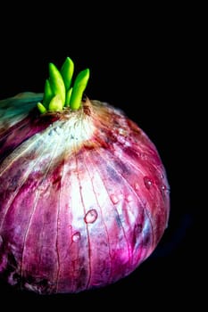 Freshness new bud leaves of red onion in black background