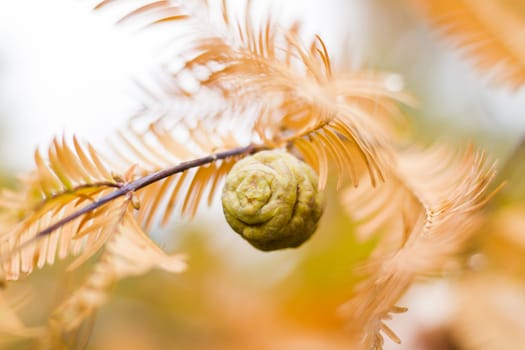 Metasequoia glyptostroboides tree, autumn and fall tree close-up in Tsinandali, Kakheti, Georgia