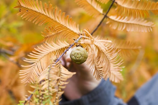 Metasequoia glyptostroboides tree, autumn and fall tree close-up in Tsinandali, Kakheti, Georgia