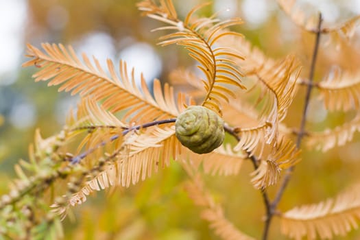 Metasequoia glyptostroboides tree, autumn and fall tree close-up in Tsinandali, Kakheti, Georgia