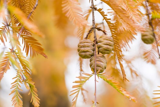 Metasequoia glyptostroboides tree, autumn and fall tree close-up in Tsinandali, Kakheti, Georgia