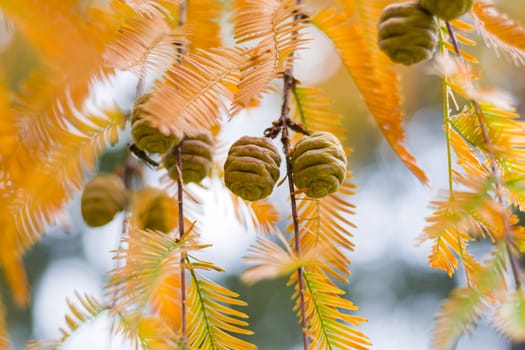 Metasequoia glyptostroboides tree, autumn and fall tree close-up in Tsinandali, Kakheti, Georgia