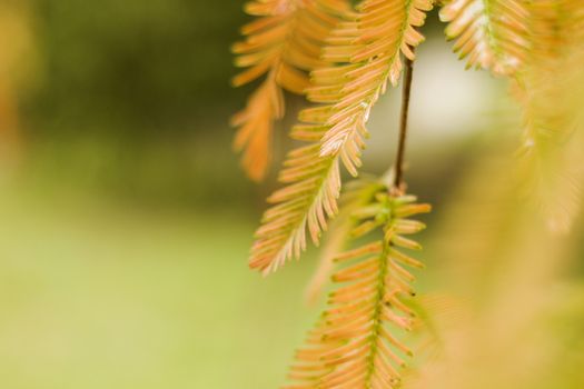 Metasequoia glyptostroboides tree, autumn and fall tree close-up in Tsinandali, Kakheti, Georgia