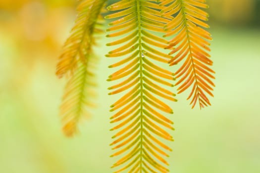 Metasequoia glyptostroboides tree, autumn and fall tree close-up in Tsinandali, Kakheti, Georgia