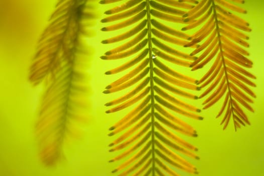 Metasequoia glyptostroboides tree, autumn and fall tree close-up in Tsinandali, Kakheti, Georgia