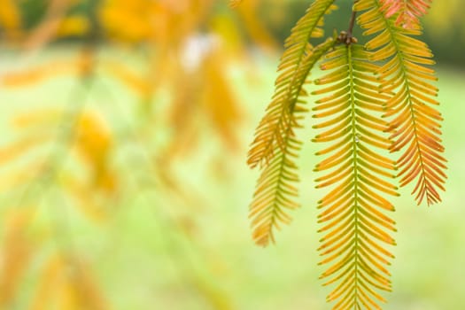 Metasequoia glyptostroboides tree, autumn and fall tree close-up in Tsinandali, Kakheti, Georgia