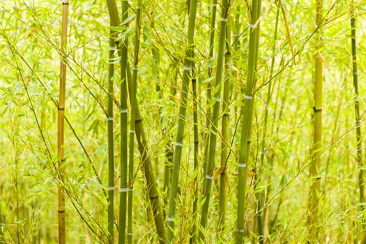 Bamboo forest background and view, landscape of green bamboo