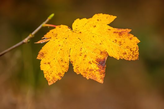 nice colorful autumn leaves in fine weather