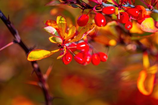 nice colorful autumn leaves in fine weather