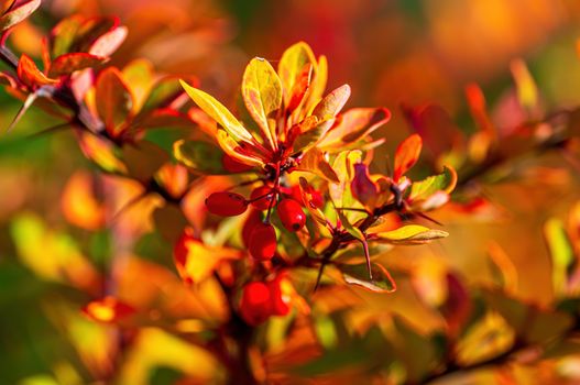 nice colorful autumn leaves in fine weather